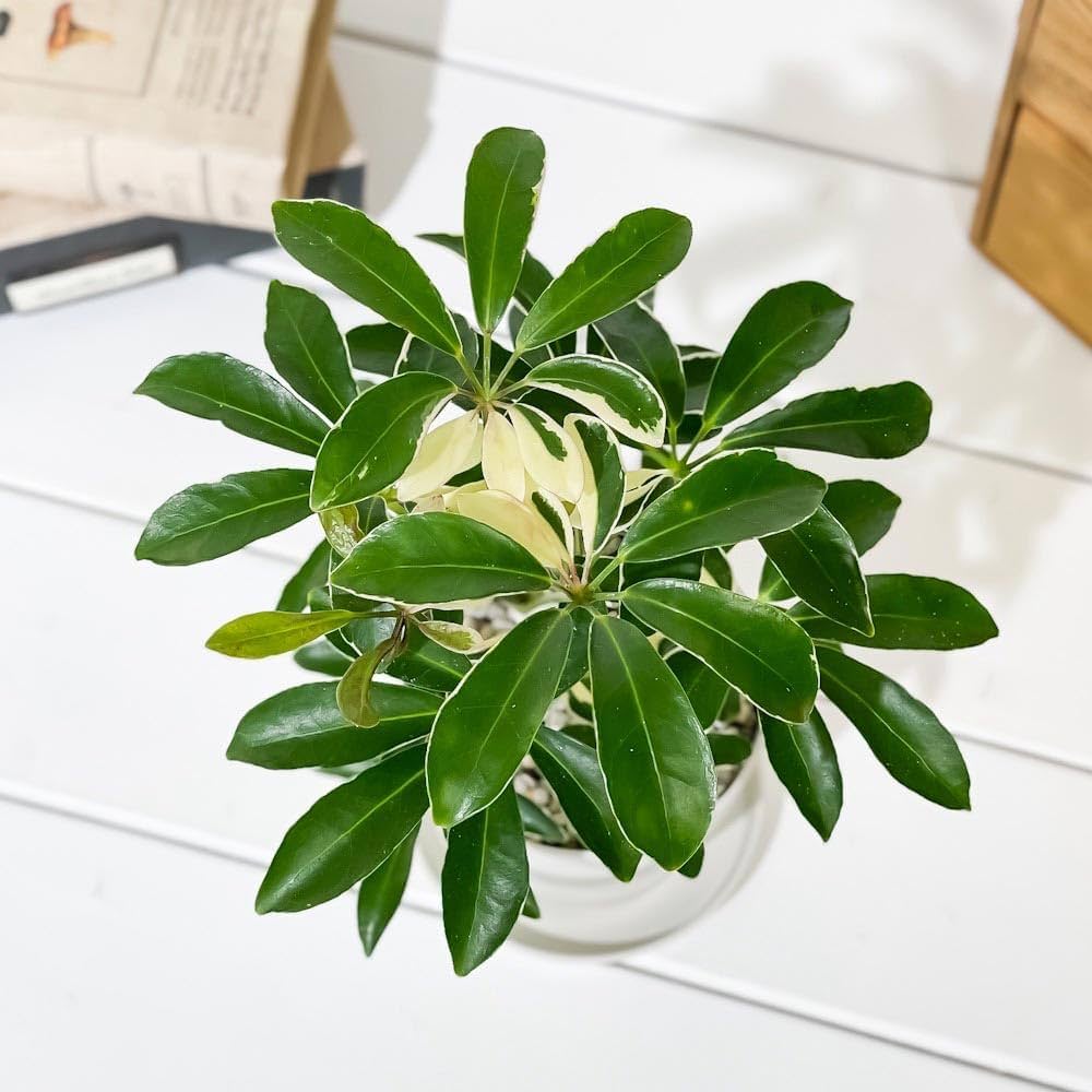 専用出品、ラフィドフォラ・テクルシバ（マングーカズラ） シェフレラ・アルボリコラ Amazon.co.jp: PLANCHU 観葉植物 シェフレラ アルボリコラ
